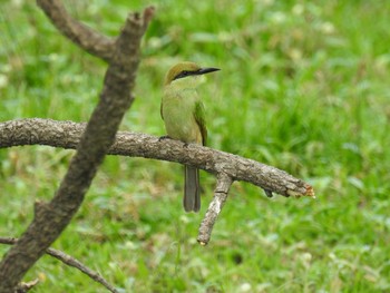 Blue-throated Bee-eater タイ Thu, 6/14/2018