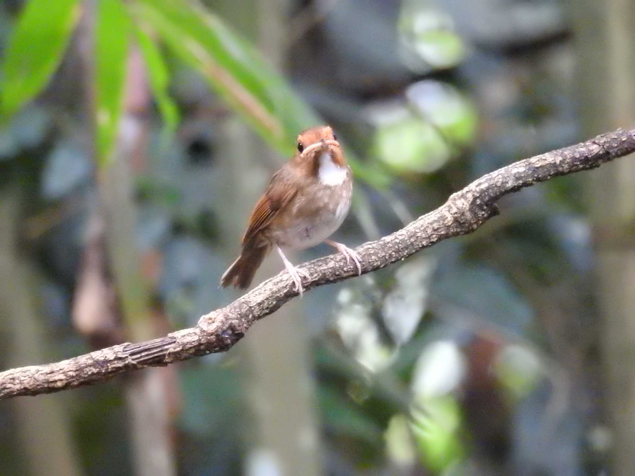 Rufous-browed Flycatcher