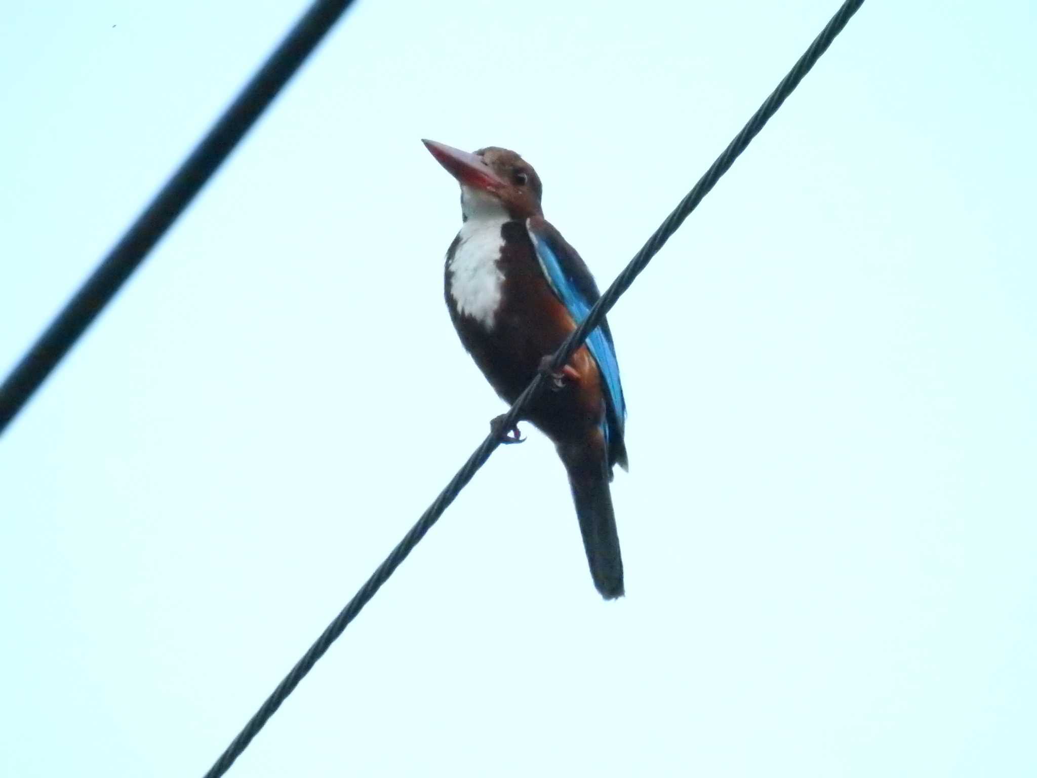 White-throated Kingfisher