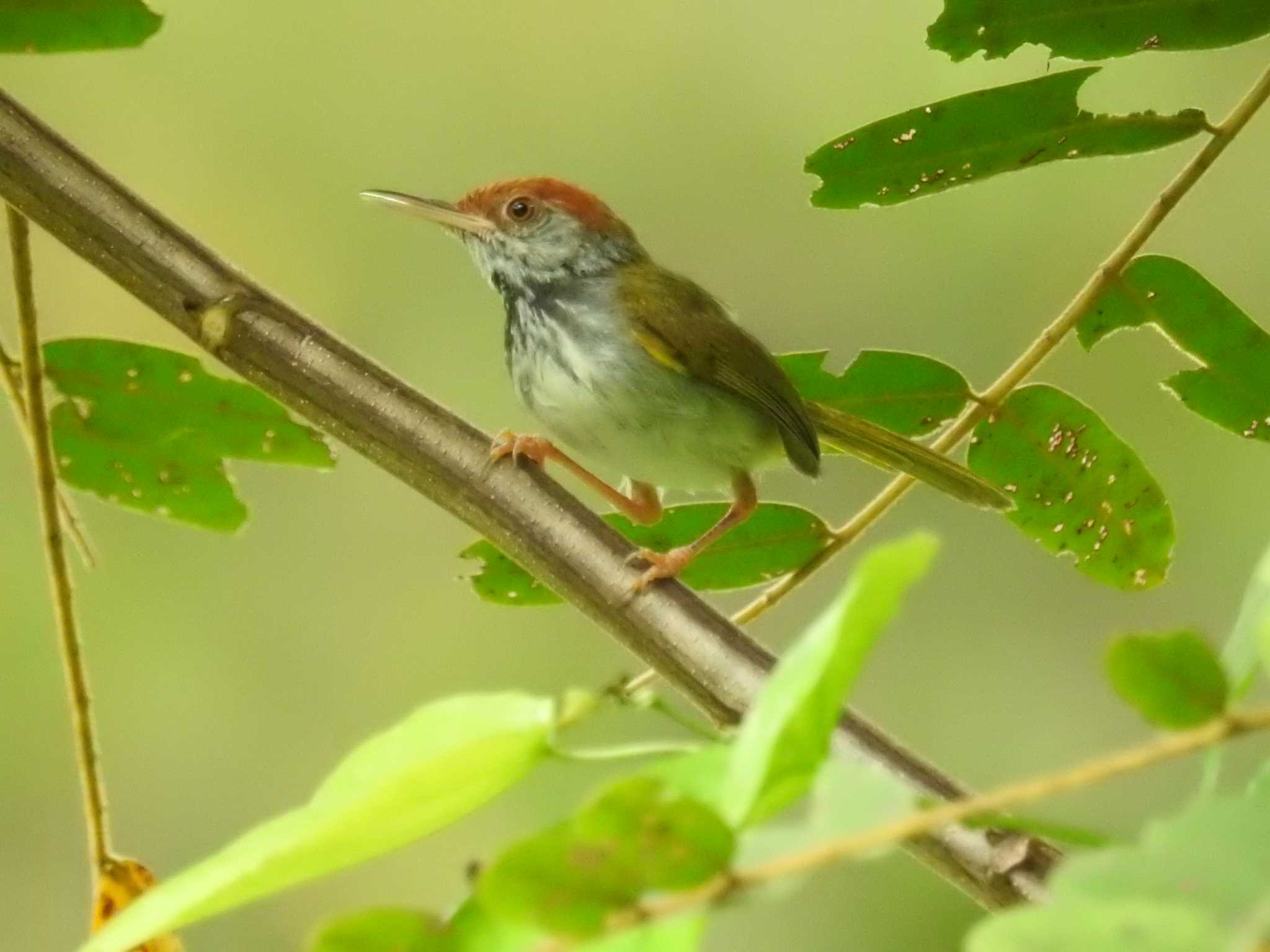 Photo of Common Tailorbird at タイ by でみこ