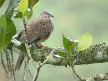 カノコバト タイ 2018年6月8日(金)