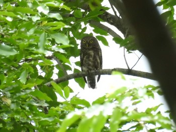 Asian Barred Owlet タイ Thu, 6/14/2018