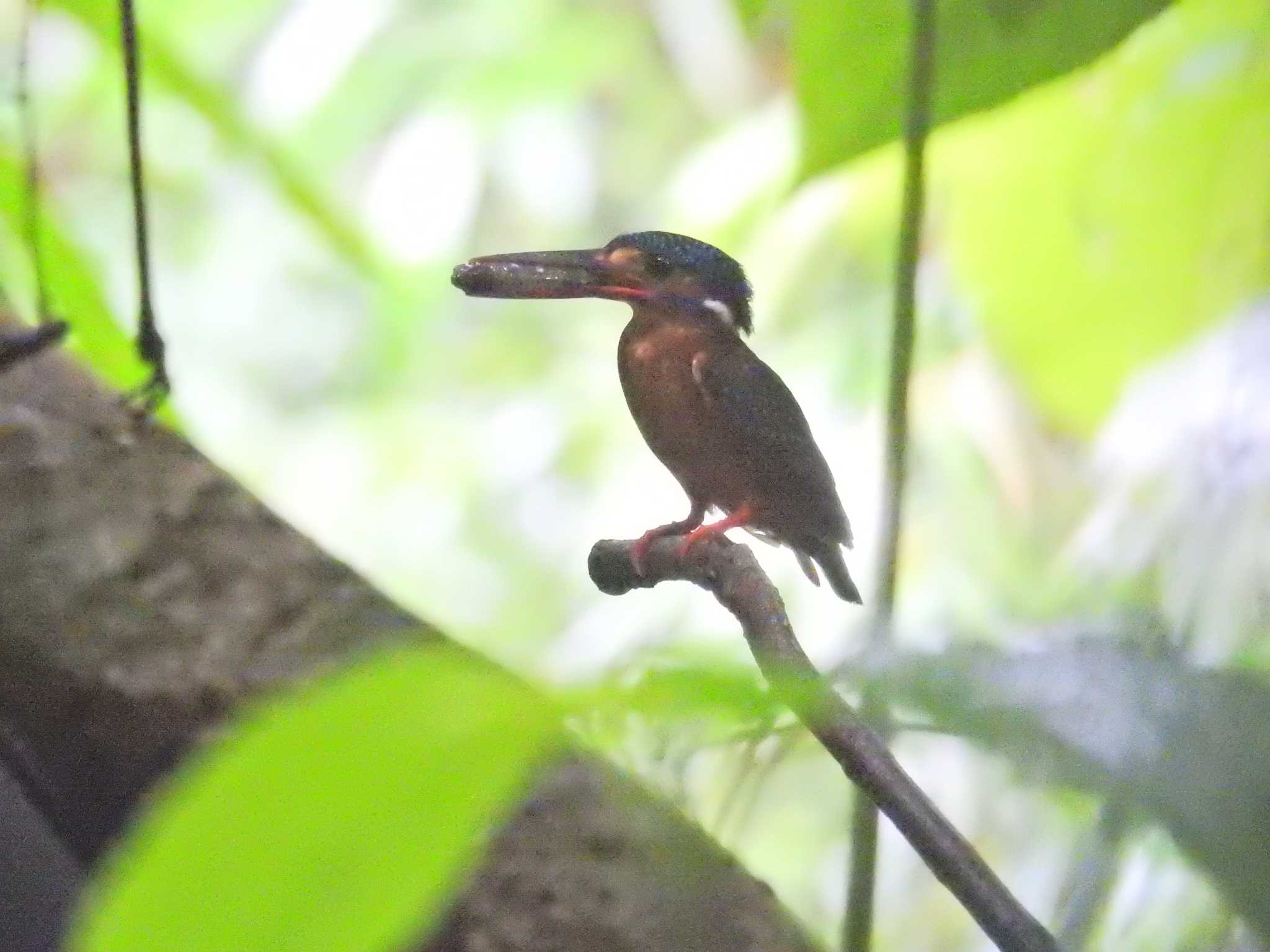 ルリカワセミ