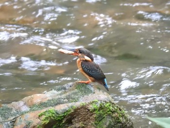 Malaysian Blue-banded Kingfisher タイ Tue, 6/12/2018