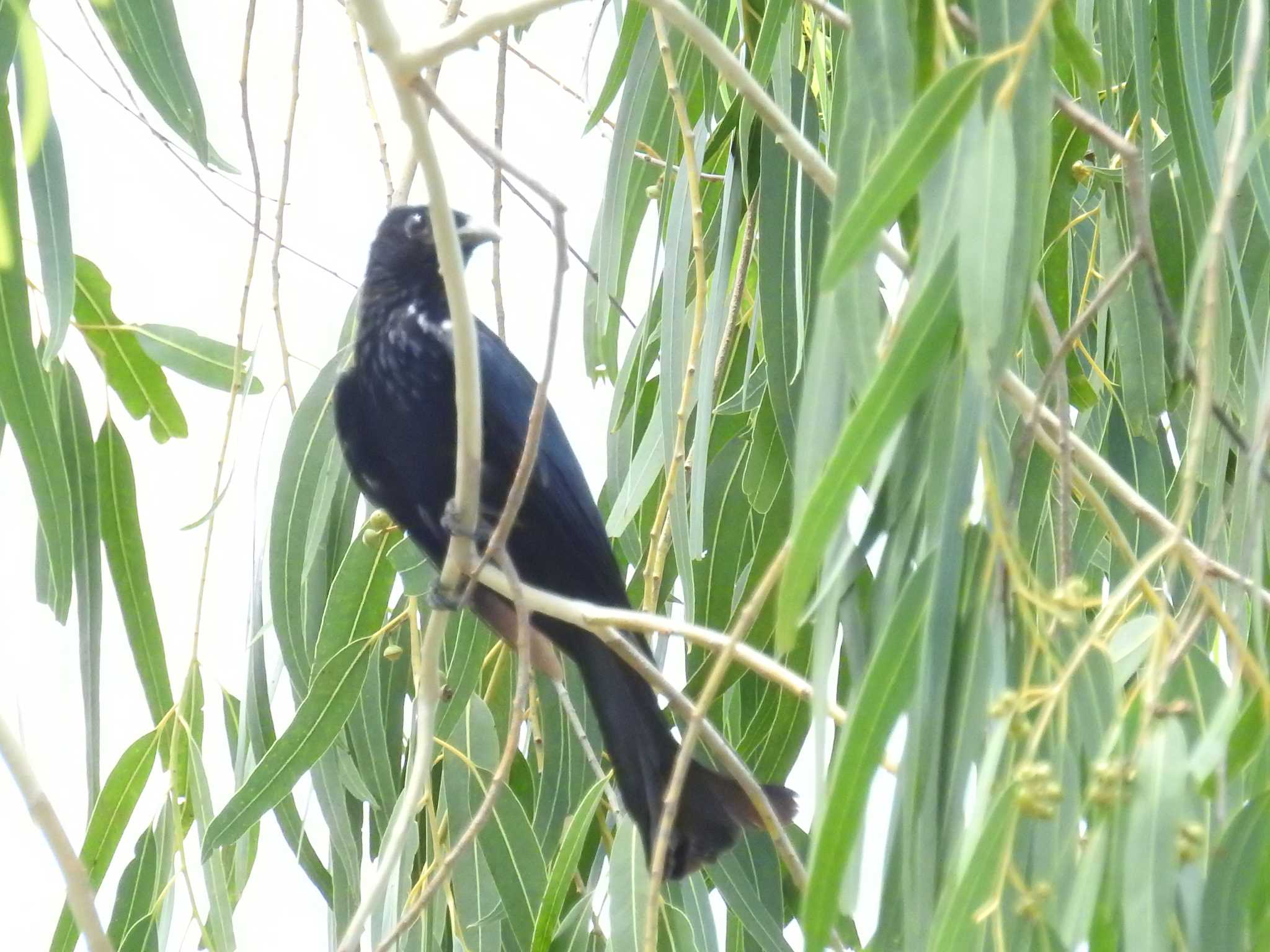 カンムリオウチュウ