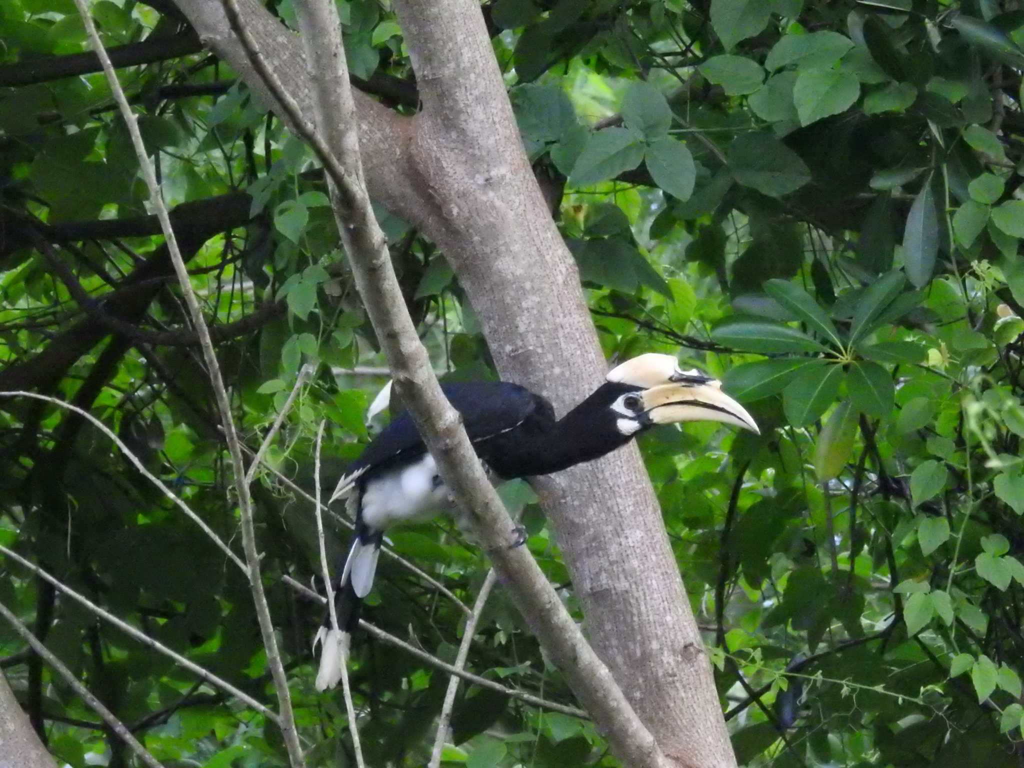 Oriental Pied Hornbill