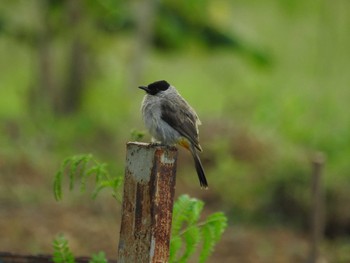 Sooty-headed Bulbul タイ Sun, 6/10/2018