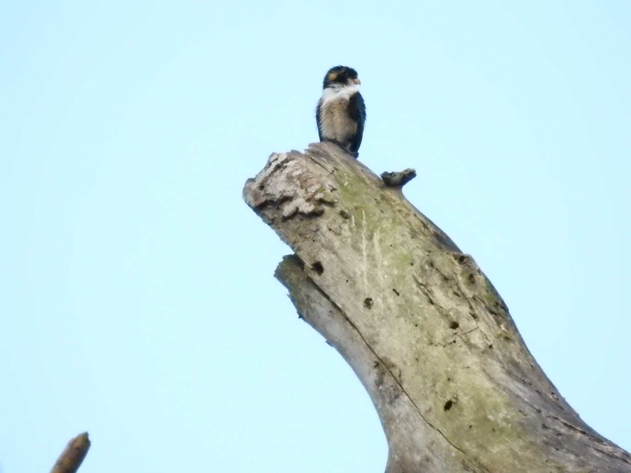 Photo of モモクロヒメハヤブサ at タイ by でみこ