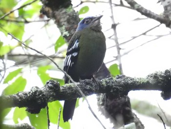 2018年6月9日(土) タイの野鳥観察記録