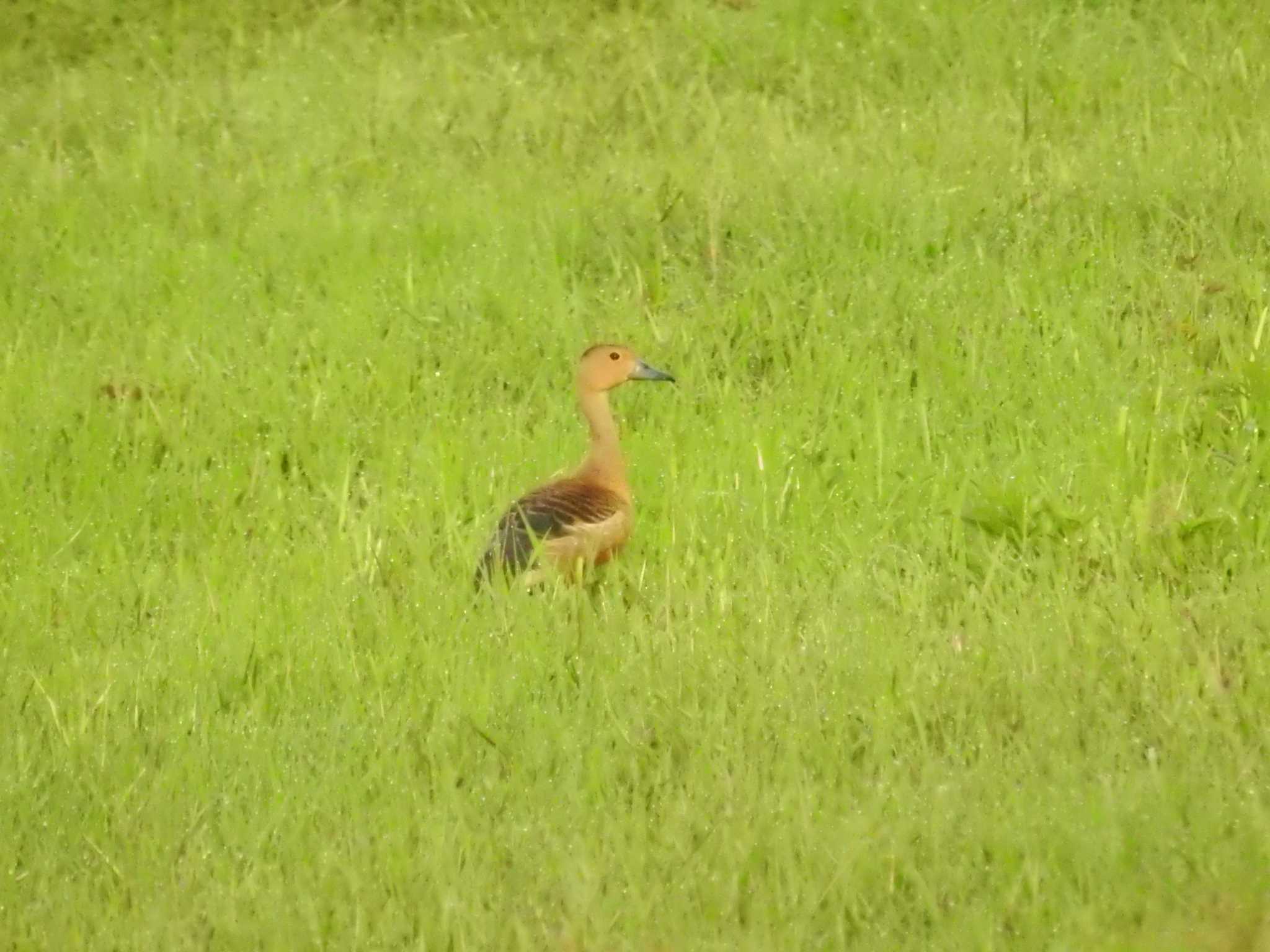 リュウキュウガモ