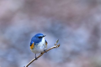 ルリビタキ 東京 2019年2月10日(日)