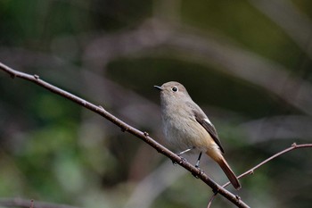 Daurian Redstart 山田緑地 Sun, 2/24/2019