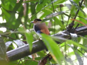 2018年6月11日(月) タイの野鳥観察記録