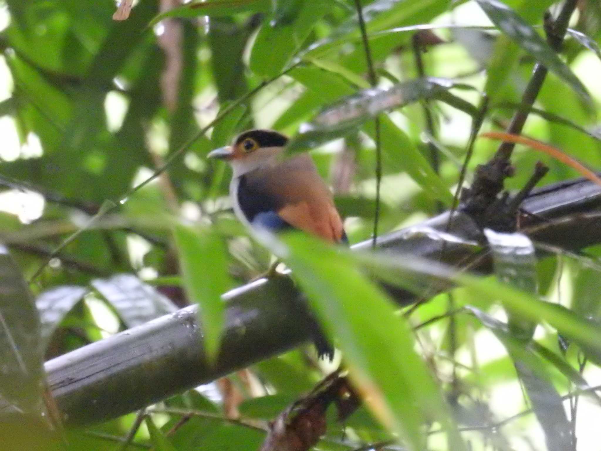 Silver-breasted Broadbill