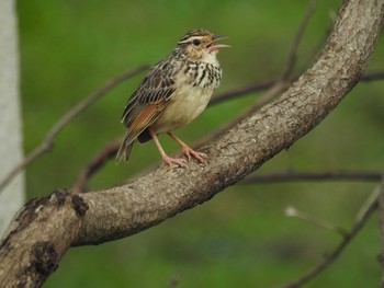 2018年6月10日(日) タイの野鳥観察記録