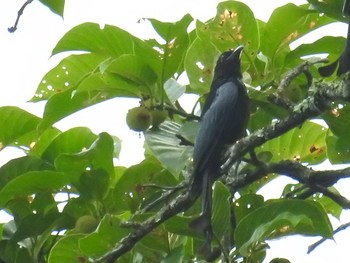 Hair-crested Drongo タイ Wed, 6/13/2018