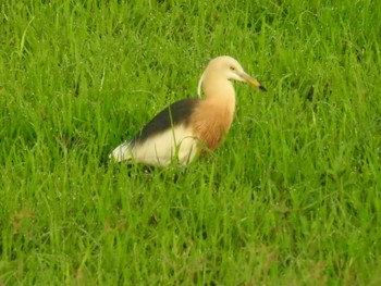 Thu, 6/14/2018 Birding report at タイ