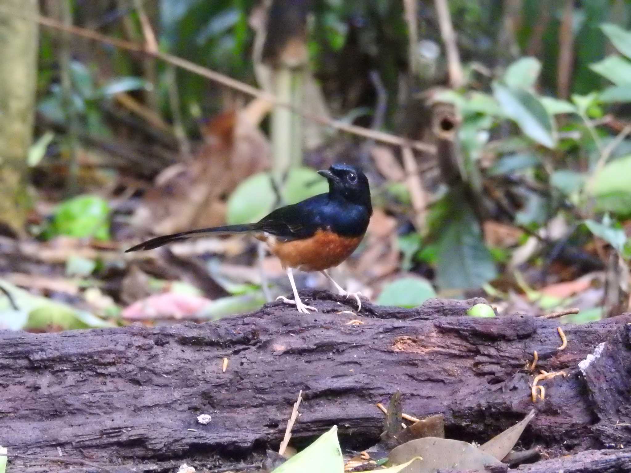 Photo of White-rumped Shama at タイ by でみこ