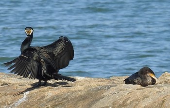 ウミウ 愛媛県　西条市 2016年4月29日(金)