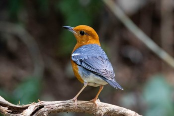 Orange-headed Thrush