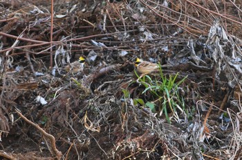 2019年2月24日(日) 多摩森林科学園の野鳥観察記録