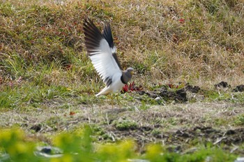 2019年3月1日(金) 道場の野鳥観察記録