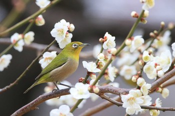 2019年2月26日(火) 新宿御苑の野鳥観察記録