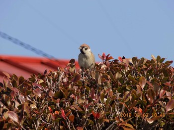 Eurasian Tree Sparrow 埼玉県鴻巣市吹上　元荒川 Sat, 3/2/2019