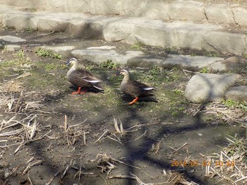 カルガモ 埼玉県鴻巣市吹上　元荒川 2019年3月2日(土)