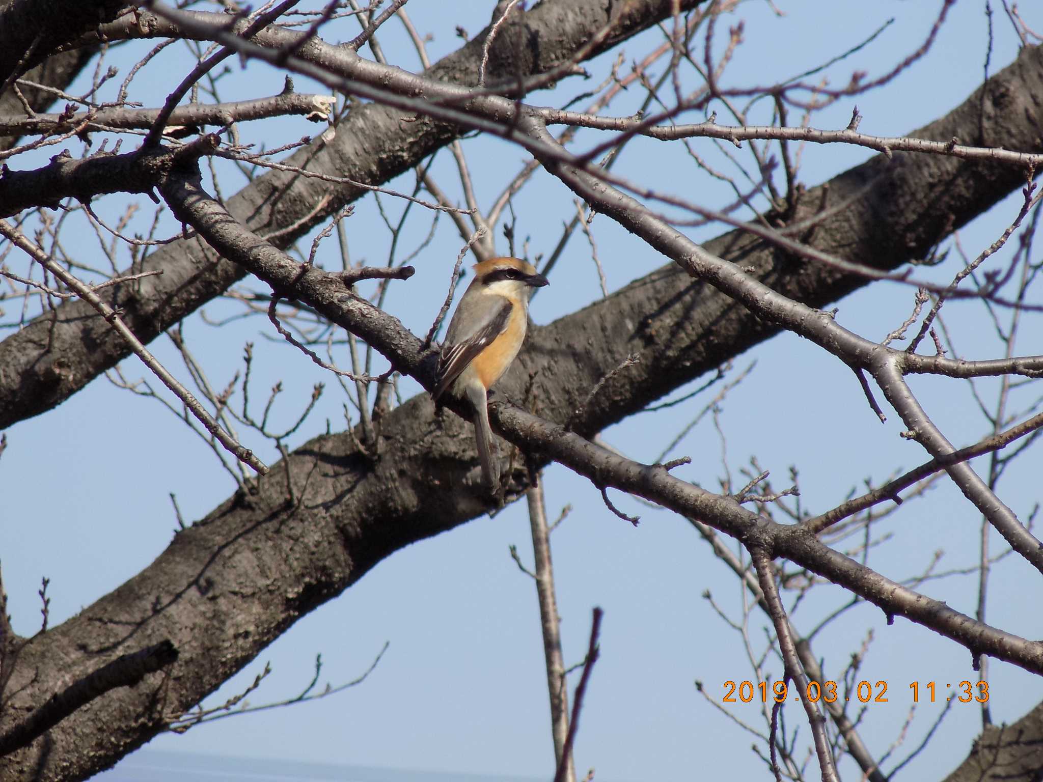 Photo of Bull-headed Shrike at 埼玉県鴻巣市吹上　元荒川 by 近所で鳥見