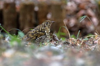 2019年2月24日(日) 神奈川県座間市の野鳥観察記録