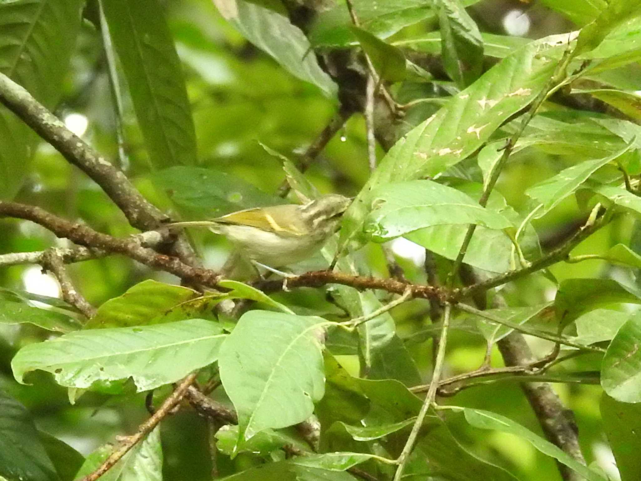 Photo of Yellow-browed Warbler at タイ by でみこ