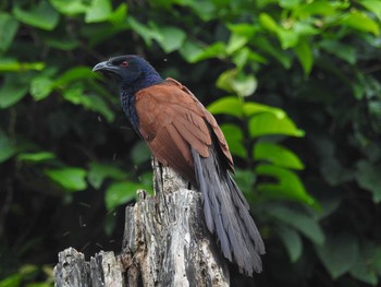 Greater Coucal タイ Sun, 6/10/2018