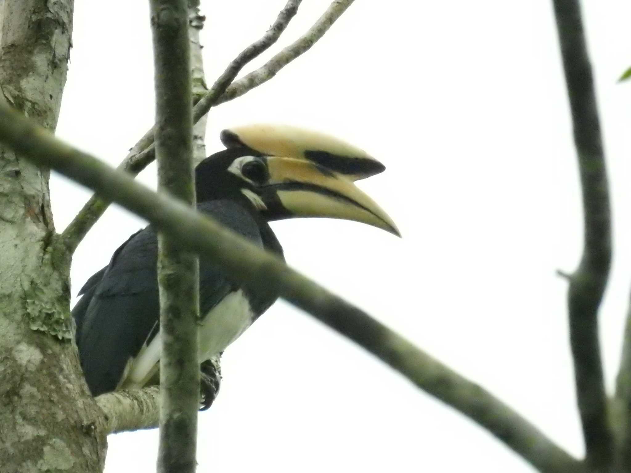 Oriental Pied Hornbill