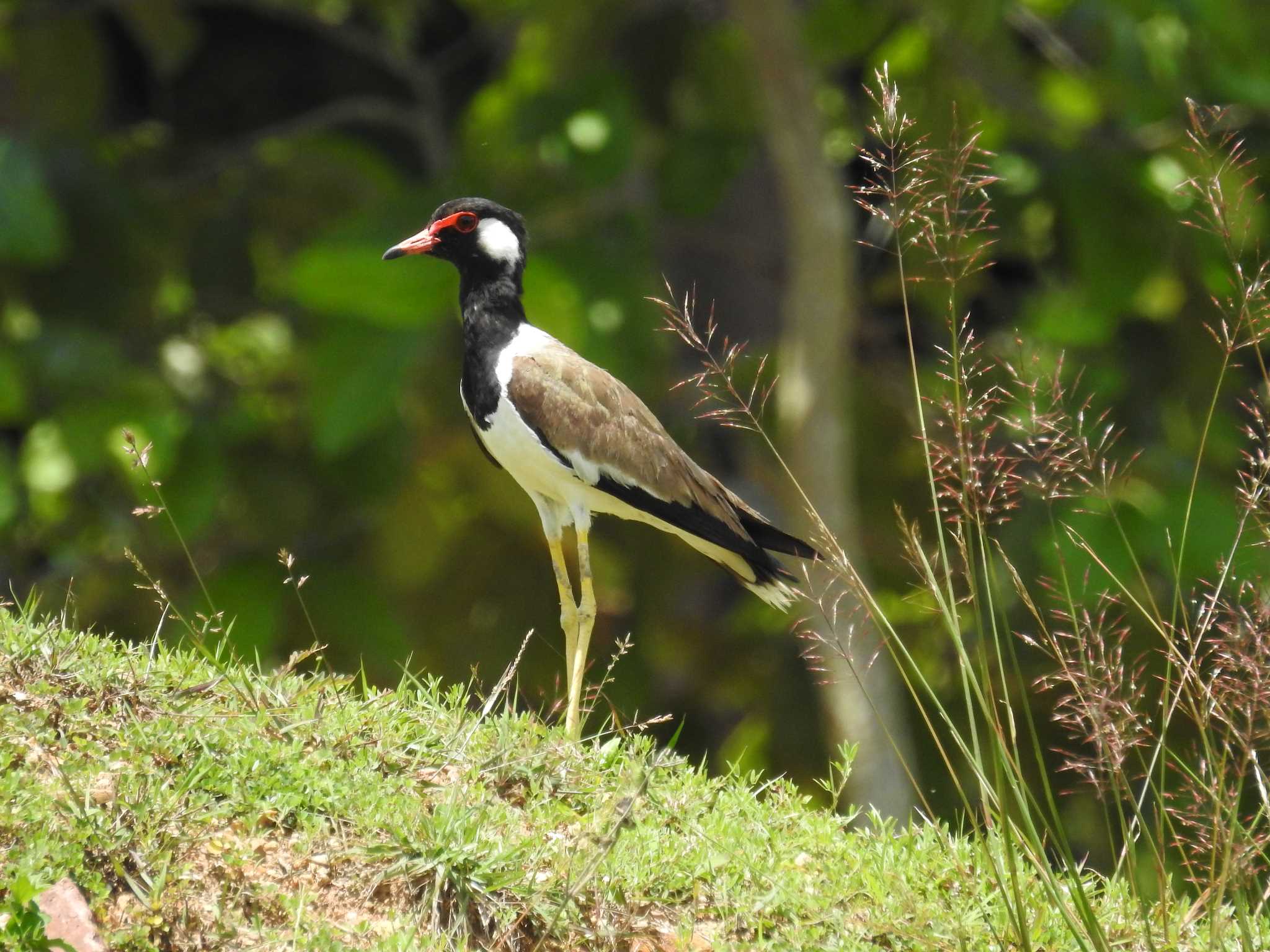 Photo of Red-wattled Lapwing at タイ by でみこ