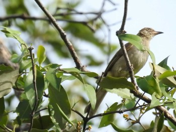 Ayeyarwady Bulbul