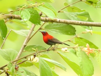 Crimson Sunbird