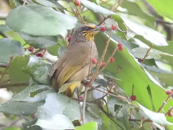 Stripe-throated Bulbul タイ Tue, 6/12/2018