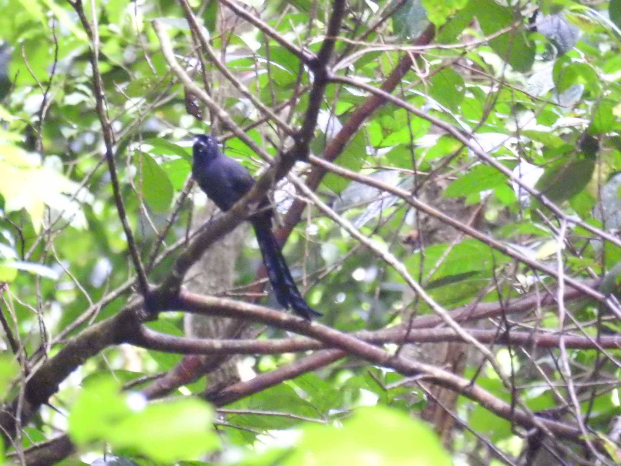 Photo of Ratchet-tailed Treepie at タイ by でみこ