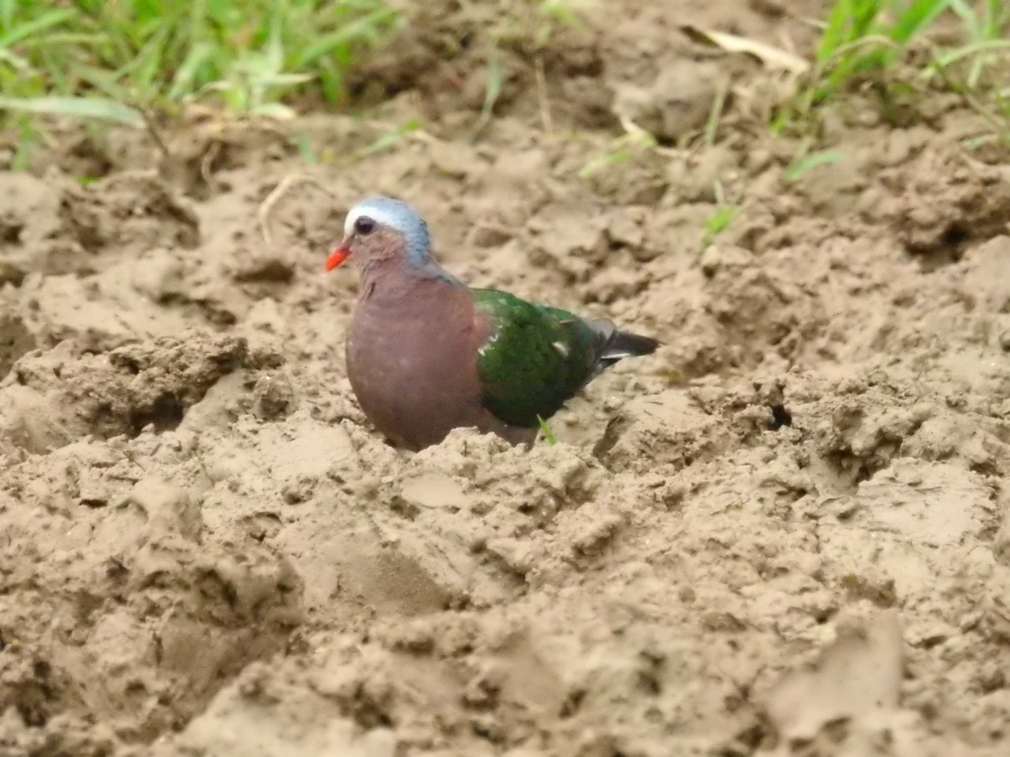 Common Emerald Dove