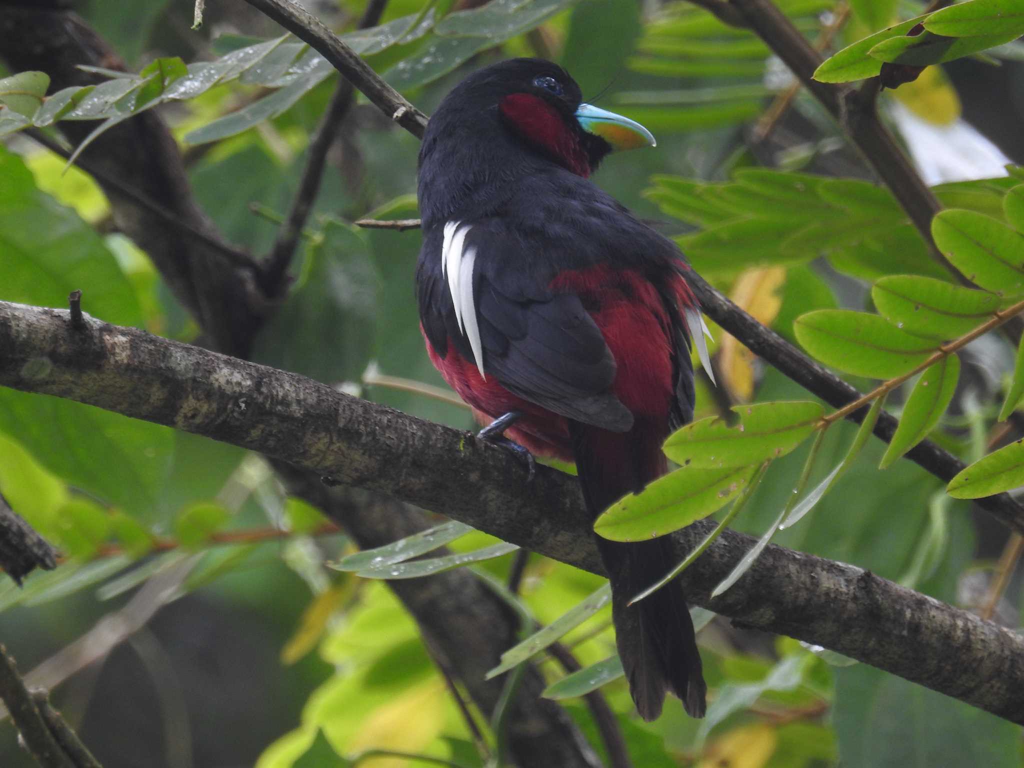 Photo of Black-and-red Broadbill at タイ by でみこ