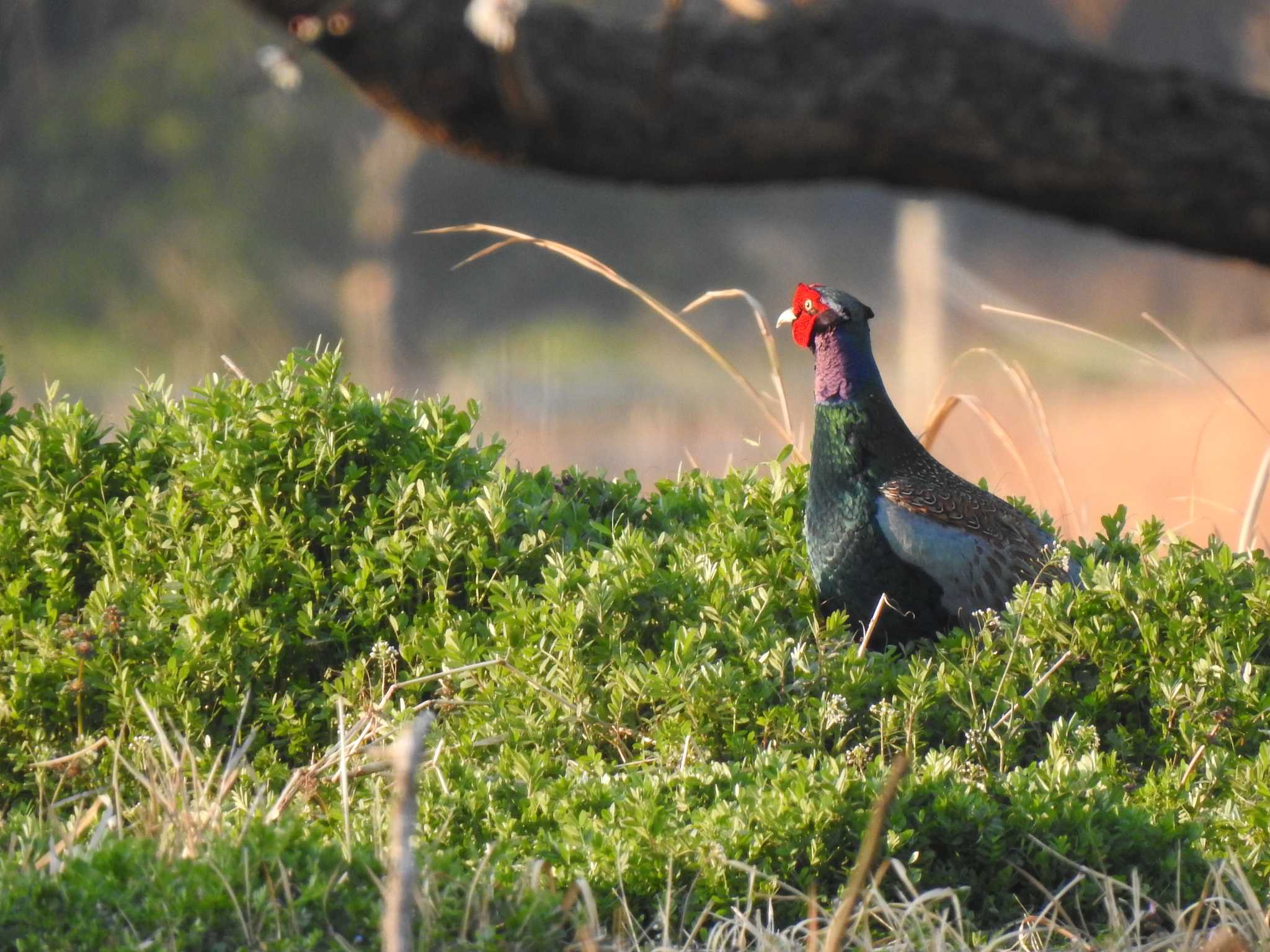 Photo of Green Pheasant at 天白川 by サシバ2365