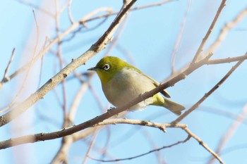 メジロ 滋賀県近江富士花緑公園 2019年3月2日(土)