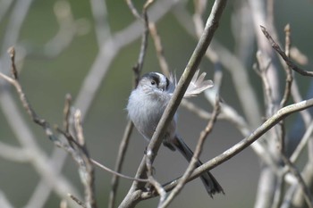 2019年3月2日(土) 滋賀県希望ガ丘文化公園の野鳥観察記録