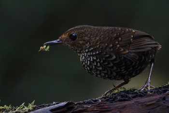 Pygmy Cupwing Fraser's Hill Mon, 2/25/2019