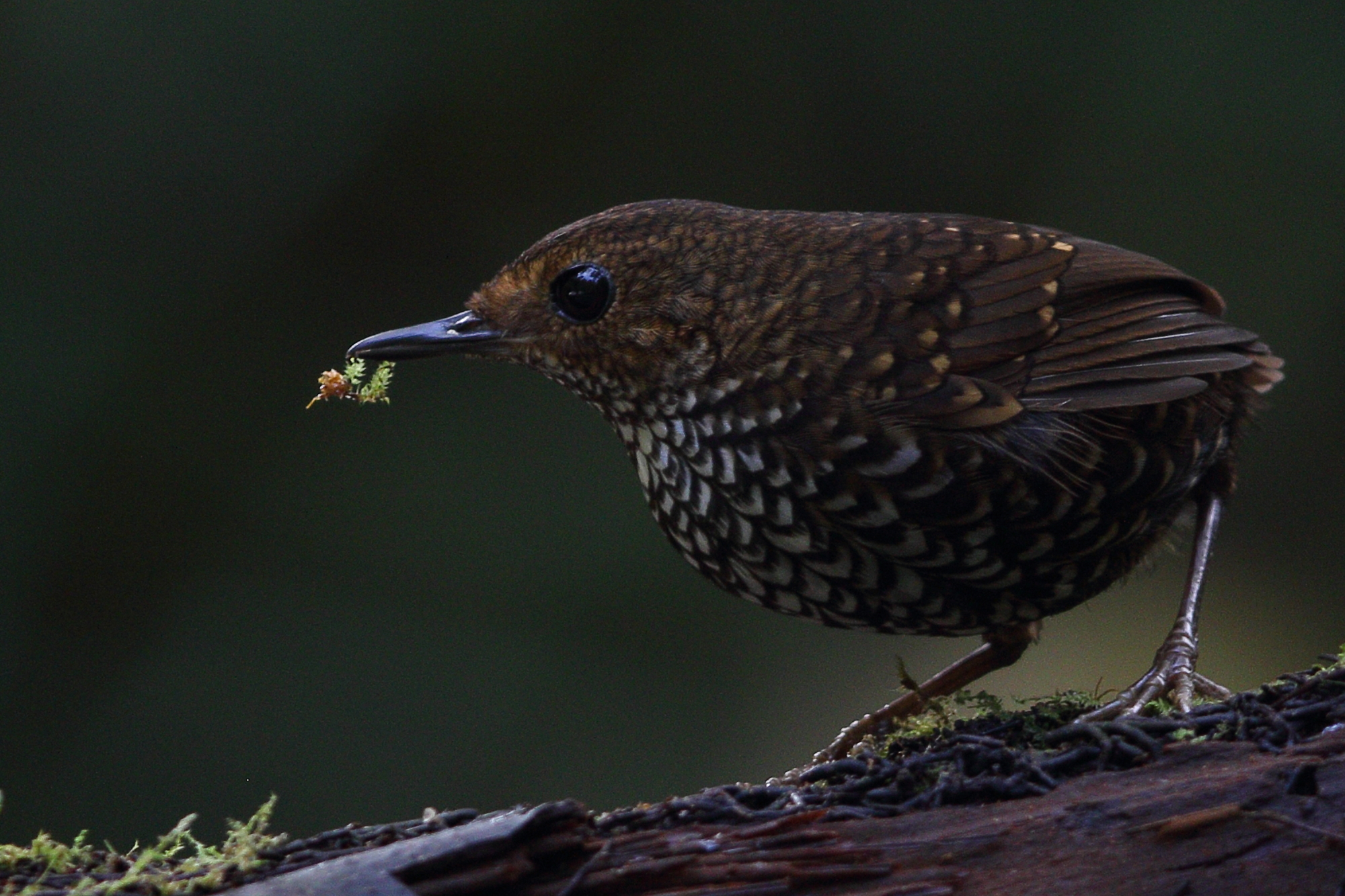 Photo of Pygmy Cupwing at Fraser's Hill by Hatamoto Akihiro