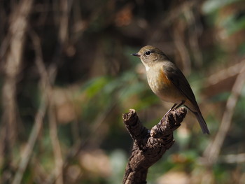 Red-flanked Bluetail Mizumoto Park Sat, 2/23/2019