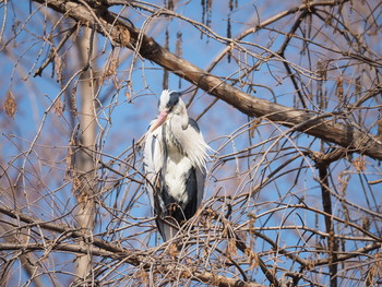 Grey Heron Mizumoto Park Sat, 2/23/2019