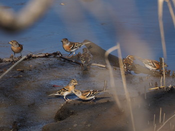 Brambling Mizumoto Park Sat, 2/23/2019