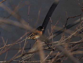 Brambling Mizumoto Park Sat, 2/23/2019